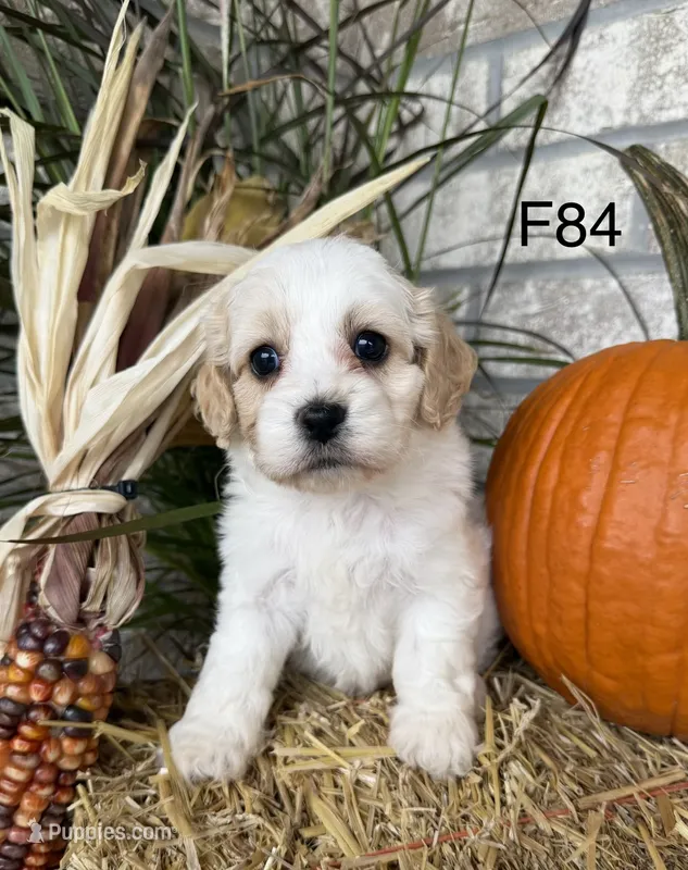 Autumn  – Cockapoo puppy for sale in West Point, IA