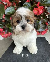 Nina, a female Maltipoo for sale in West Point, IA – 9 of 10