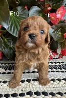 Penny, a female Cavapoo for sale in West Point, IA – 10 of 10
