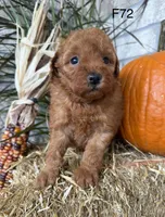 Mary, a female Poodle - Miniature  for sale in West Point, IA – 5 of 10