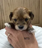 Blaze, a male Yorkipoo for sale in West Point, IA – 4 of 10