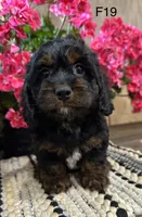 Bella, a female Cockapoo for sale in West Point, IA – 3 of 10