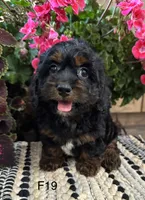 Bella, a female Cockapoo for sale in West Point, IA – 6 of 10
