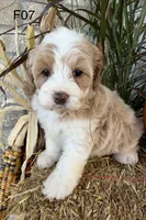 Gracie , a female Cockapoo for sale in West Point, IA – 3 of 10
