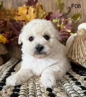 Lilly, a female Maltipoo for sale in West Point, IA – 3 of 10