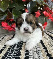 Buddy, a male Bichon Frise and Shih Tzu for sale in West Point, IA – 5 of 10