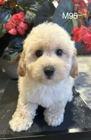 Ben, a male Maltipoo for sale in West Point, IA – 8 of 10