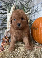 Molly, a female Poodle - Miniature  for sale in West Point, IA – 8 of 10