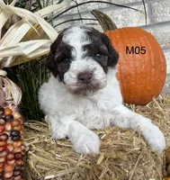 Zeus, a male Poodle - Miniature  for sale in West Point, IA – 7 of 10