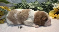 Daisy , a female Cavalier King Charles Spaniel for sale in West Point, IA – 5 of 8