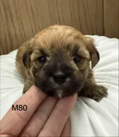Rocky, a male Yorkipoo for sale in West Point, IA – 2 of 10