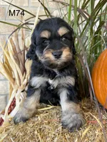 Duke, a male Cockapoo for sale in West Point, IA – 3 of 10