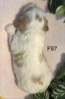 Willow, a female Cavachon for sale in West Point, IA – 7 of 8