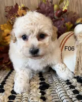 Mary, a female Maltipoo for sale in West Point, IA – 7 of 10