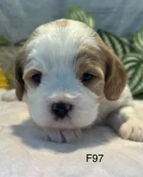 Willow, a female Cavachon for sale in West Point, IA – 5 of 8