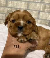 Lilly, a female Cavalier King Charles Spaniel for sale in West Point, IA – 5 of 10
