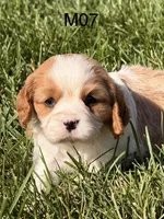 Cooper , a male Cavalier King Charles Spaniel for sale in West Point, IA – 6 of 10