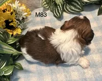 Buddy, a male Bichon Frise and Shih Tzu for sale in West Point, IA – 6 of 8
