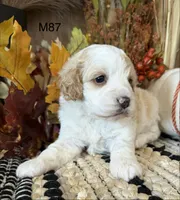 Hunter, a male Cockapoo for sale in West Point, IA – 6 of 9