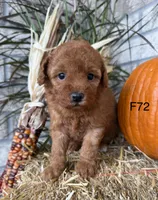 Mary, a female Poodle - Miniature  for sale in West Point, IA – 3 of 10