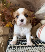 Mia, a female Cavalier King Charles Spaniel for sale in West Point, IA – 3 of 7