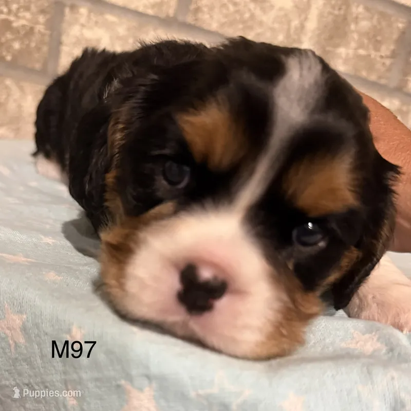 Bruno – Cavalier King Charles Spaniel puppy for sale in West Point, IA