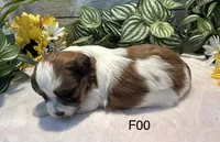 Mary, a female Bichon Frise and Shih Tzu for sale in West Point, IA – 8 of 8