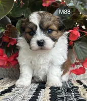 Teddy, a male Bichon Frise and Shih Tzu for sale in West Point, IA – 3 of 9