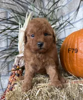 Molly, a female Poodle - Miniature  for sale in West Point, IA – 7 of 10