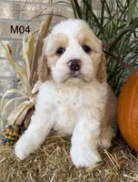 Toby, a male Cockapoo for sale in West Point, IA – 6 of 10