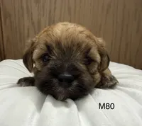 Rocky, a male Yorkipoo for sale in West Point, IA – 9 of 10