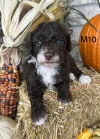Otis, a male Poodle - Miniature  for sale in West Point, IA – 2 of 10