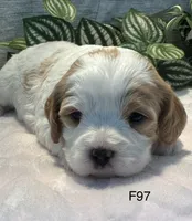 Willow, a female Cavachon for sale in West Point, IA – 6 of 8