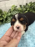 Bruno, a male Cavalier King Charles Spaniel for sale in West Point, IA – 10 of 10