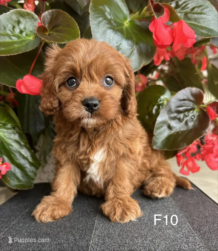 Penny – Cavapoo puppy for sale in West Point, IA