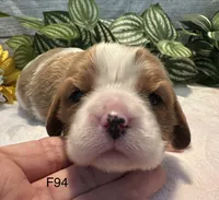 Daisy , a female Cavalier King Charles Spaniel for sale in West Point, IA – 3 of 8
