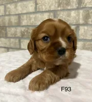 Lilly, a female Cavalier King Charles Spaniel for sale in West Point, IA – 7 of 10