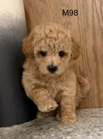 Brick , a male Maltipoo for sale in West Point, IA – 3 of 10