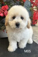 Hank, a male Maltipoo for sale in West Point, IA – 9 of 10