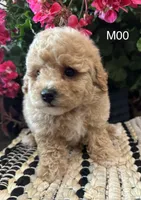 Duke, a male Maltipoo for sale in West Point, IA – 10 of 10