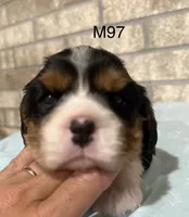Bruno, a male Cavalier King Charles Spaniel for sale in West Point, IA – 5 of 10