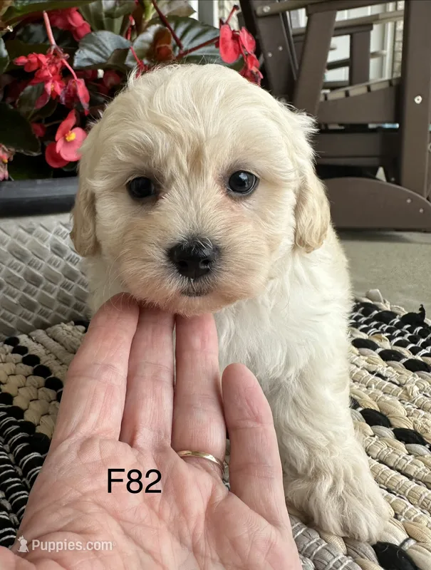 Molly  – Maltipoo puppy for sale in West Point, IA