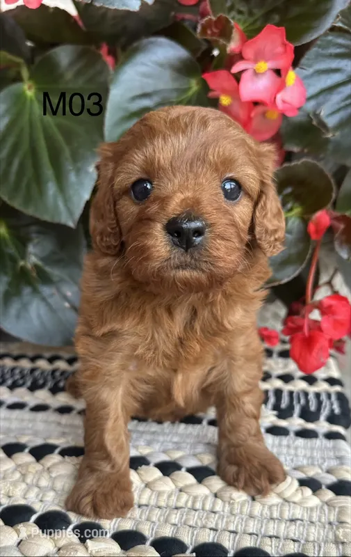 Zuke – Cavapoo puppy for sale in West Point, IA