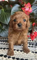 Zuke, a male Cavapoo for sale in West Point, IA – 1 of 10