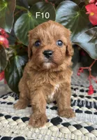 Penny, a female Cavapoo for sale in West Point, IA – 6 of 10