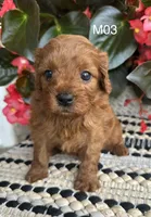 Zuke, a male Cavapoo for sale in West Point, IA – 6 of 10