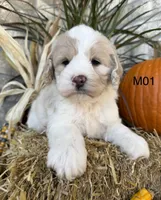 Finn, a male Cockapoo for sale in West Point, IA – 5 of 10