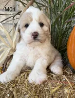 Finn, a male Cockapoo for sale in West Point, IA – 3 of 10