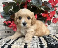 Bella, a female Cavachon for sale in West Point, IA – 2 of 10