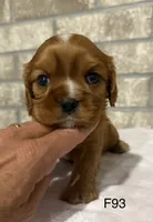 Lilly, a female Cavalier King Charles Spaniel for sale in West Point, IA – 9 of 10